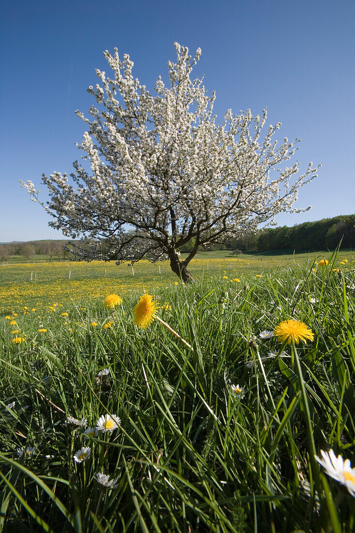 Blooming apple tree in flowering meadow, Hilders Oberbernhards, Hesse, Germany