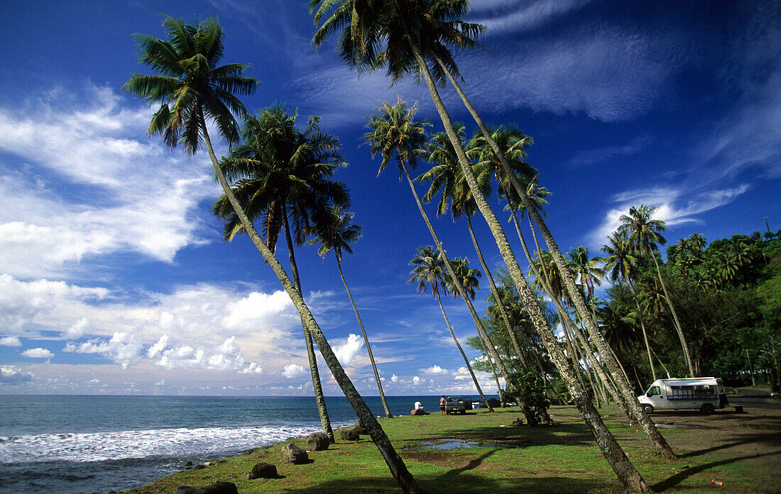 Küstenlandschaft mit Palmen an der Nordküste, Tahiti, Französisch Polynesien, Südsee