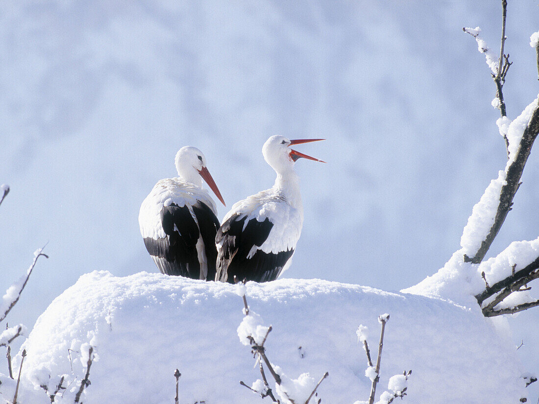 White Stork (Ciconia ciconia)