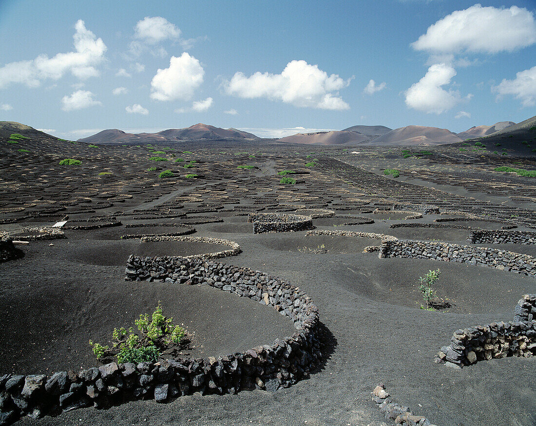 Spain, Canary Islands, Lanzarote, La Geria, wine growing on volcanic ashes
