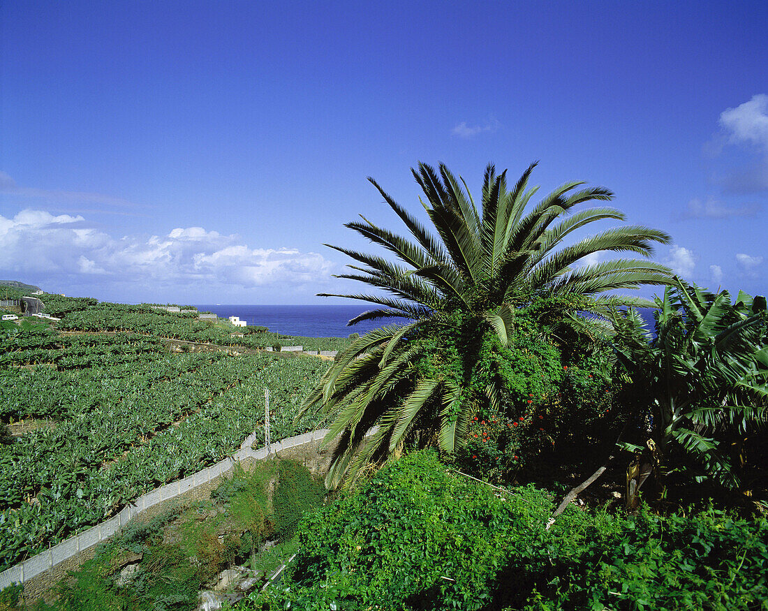Spain, Canary Islands, La Palma, San Andrés y Sauces, banana plantation
