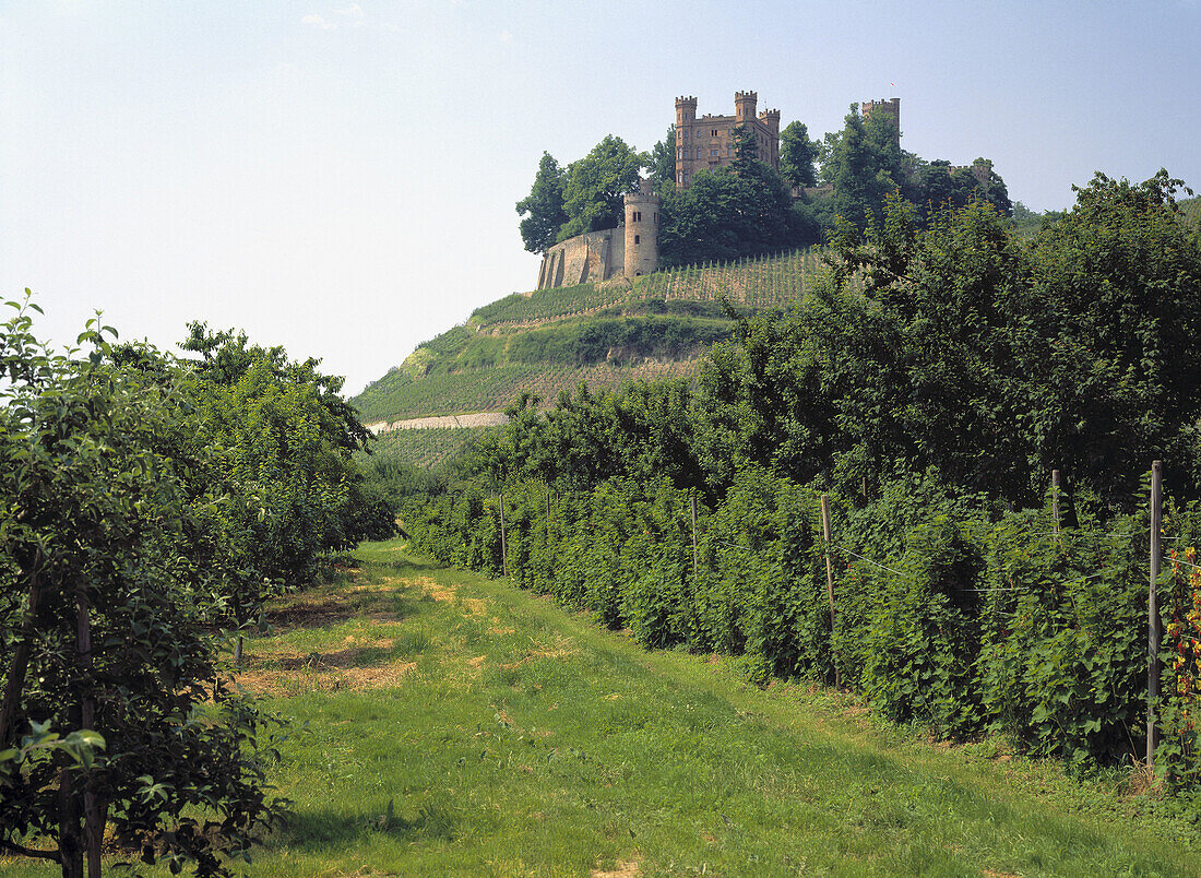 Vineyards, Ortenberg castle, Kinzigtal, Baden-Württemberg, Germany