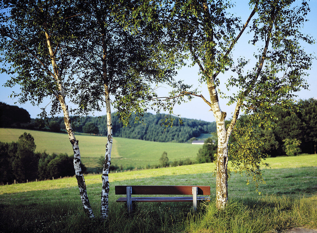 Germany, North Rhine-Westphalia, Wiehl, Marienhagen, birches and bank