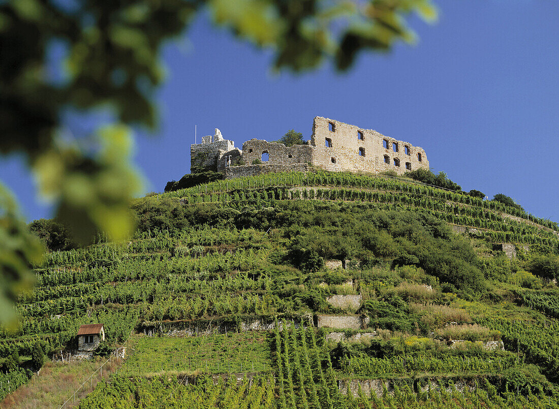 Germany, Baden-Wurtemberg, Staufen im Breisgau, castle ruins, vineyards