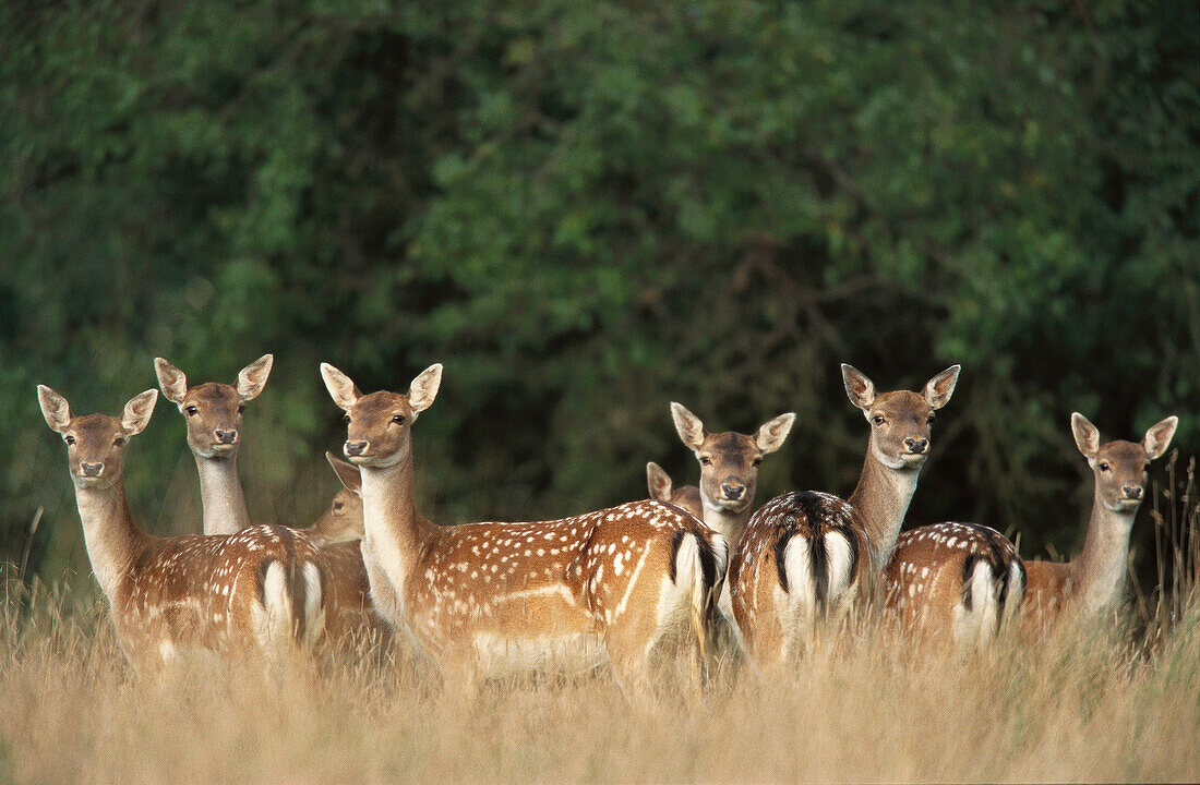 Fallow Deers (Dama dama), captive. Denmark