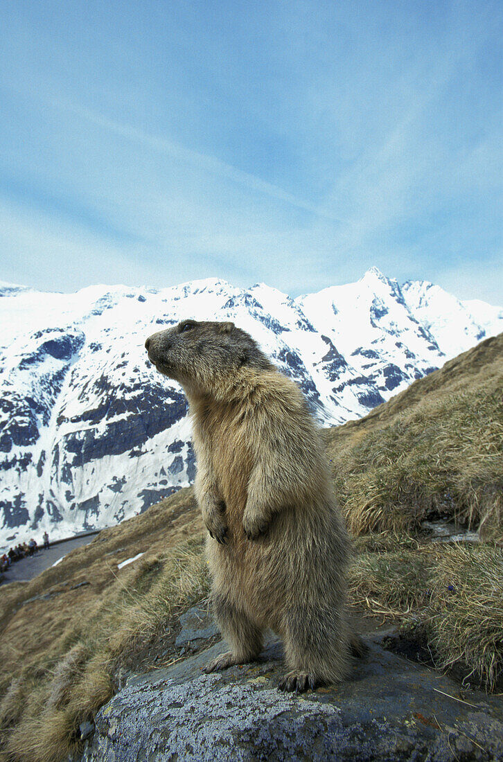 Marmota marmota, with the mountain Grossglockner in the background, Saeugetiere. Austria.