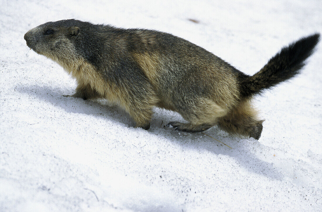 Marmota marmota, in the snow, Saeugetiere, Austria.