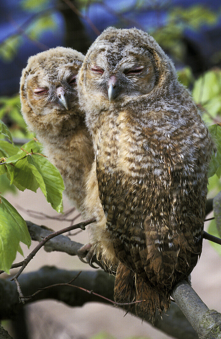 Tawny Owl, Strix aluco.