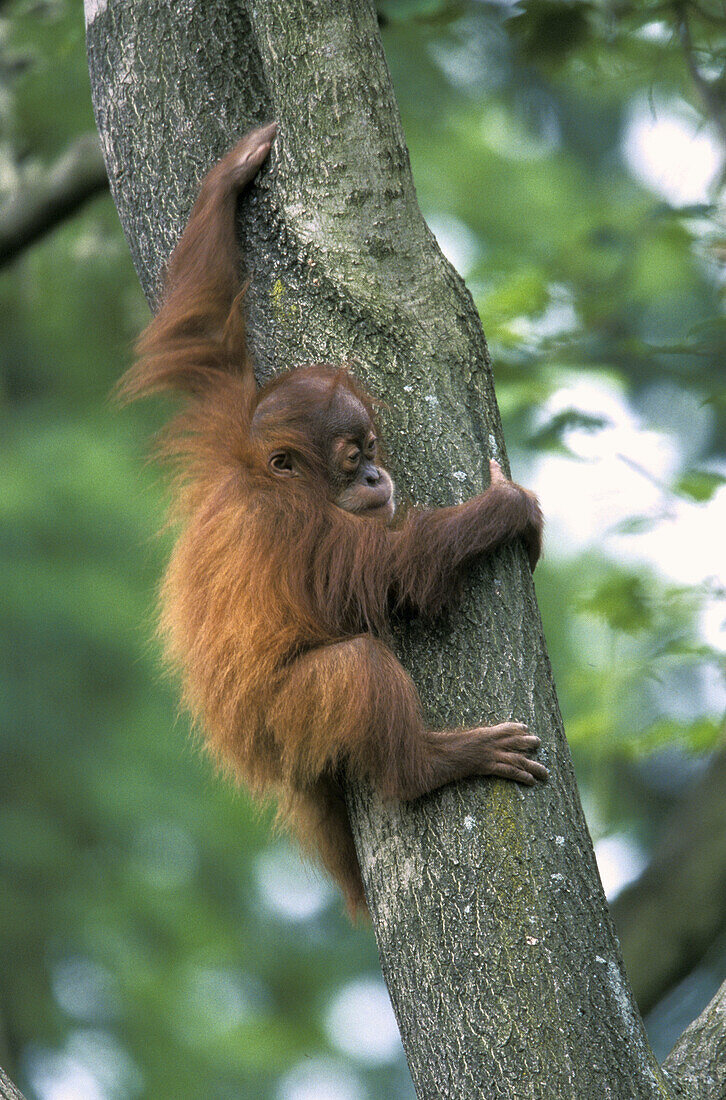 Sumatra Orangutan cub (Pongo pygmaeus abelii).