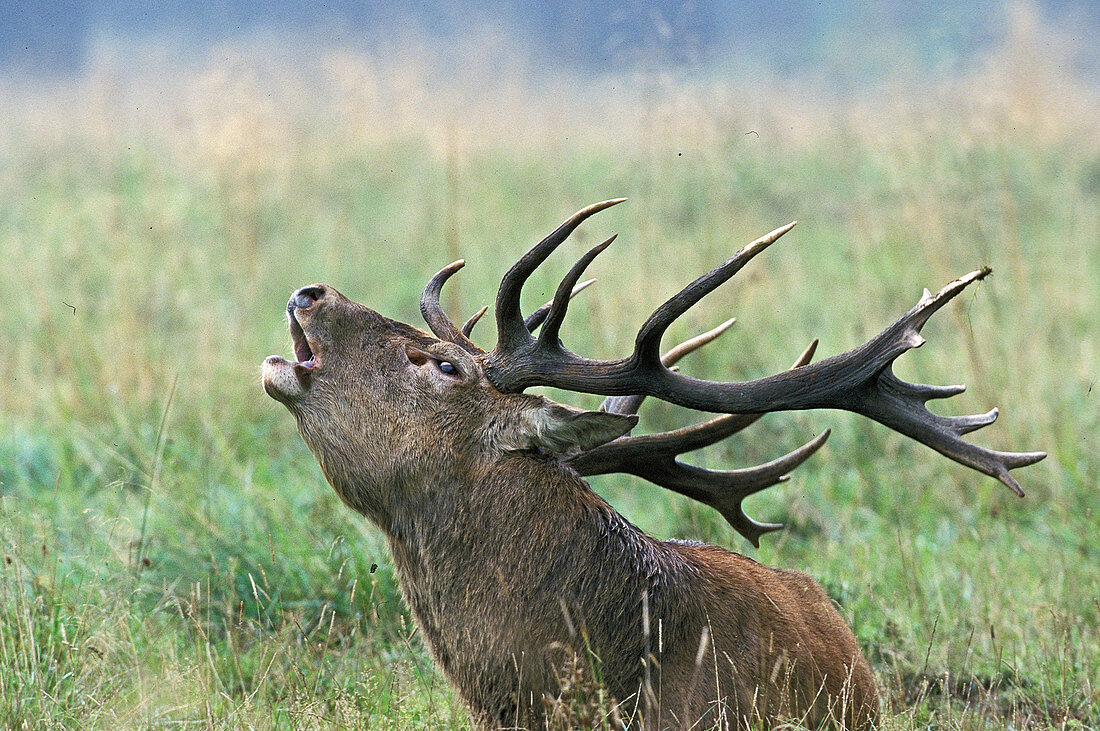 Red Deer, male, (Cervus elaphus), belling.