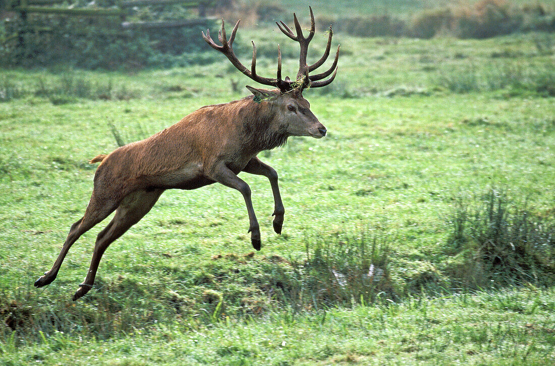 Red Deer, male, (Cervus elaphus).