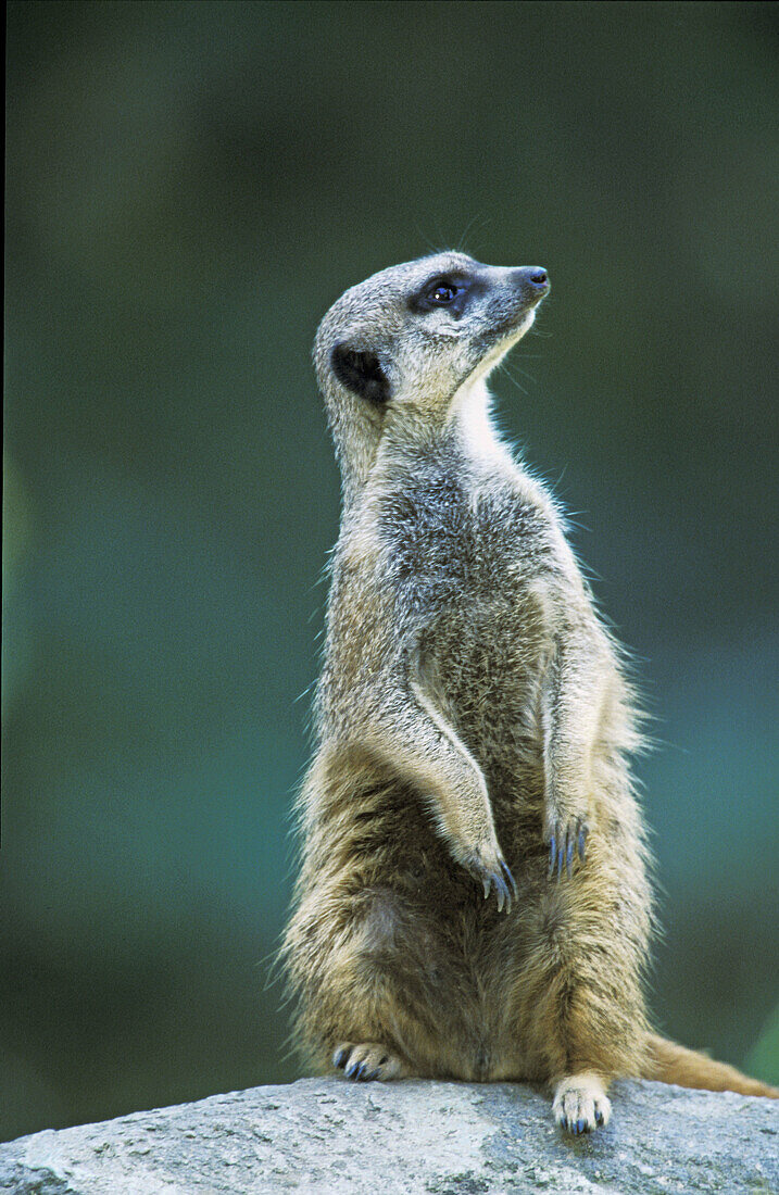 Suricata suricatta, Meerkats.