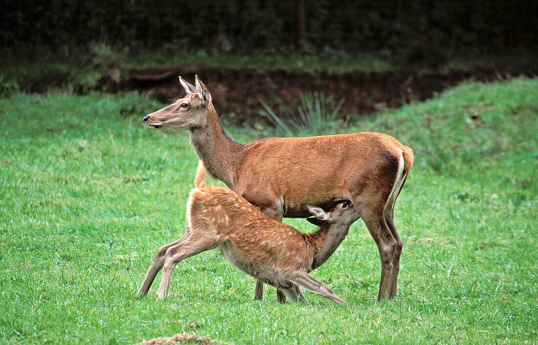 Red Deer, female nursing young, (Cervus elaphus).