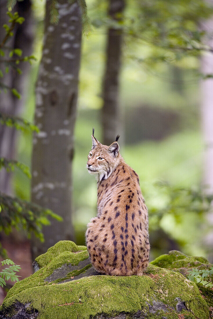 Lynx (Lynx lynx)