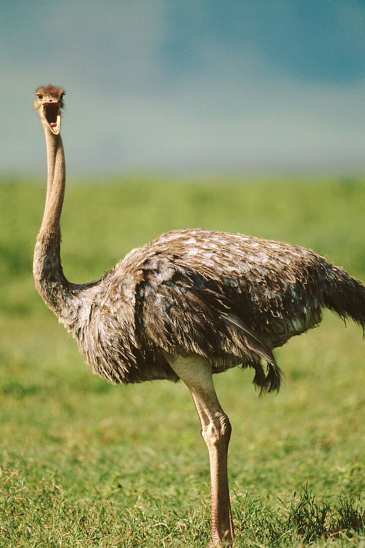 Ostrich (Struthio camelus). Ngorongoro crater. Tanzania
