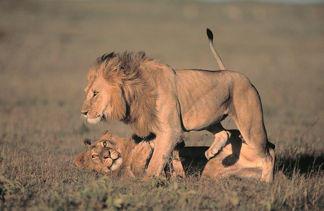 Lions (Panthera leo). Masai Mara natural reserve. Kenya