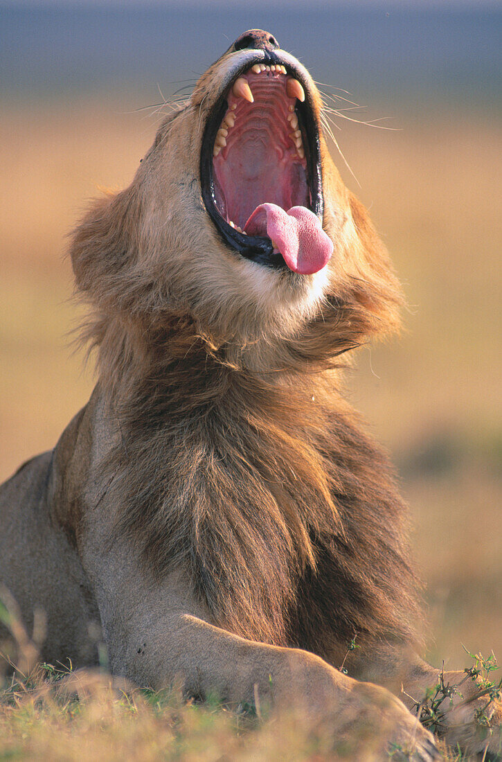  Africa, Animal, Animals, Cat, Cats, Color, Colour, Daytime, Exterior, Fauna, Feline, Felines, Hunger, Hungry, Laziness, Lazy, Lion, Lions, Mammal, Mammals, Nature, One, One animal, Open mouth, Outdoor, Outdoors, Outside, Panthera leo, Predator, Predators