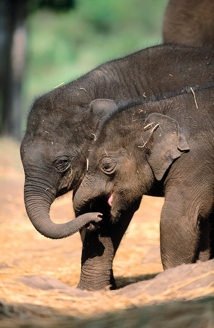 Indian Elephants (Elephas maximus)
