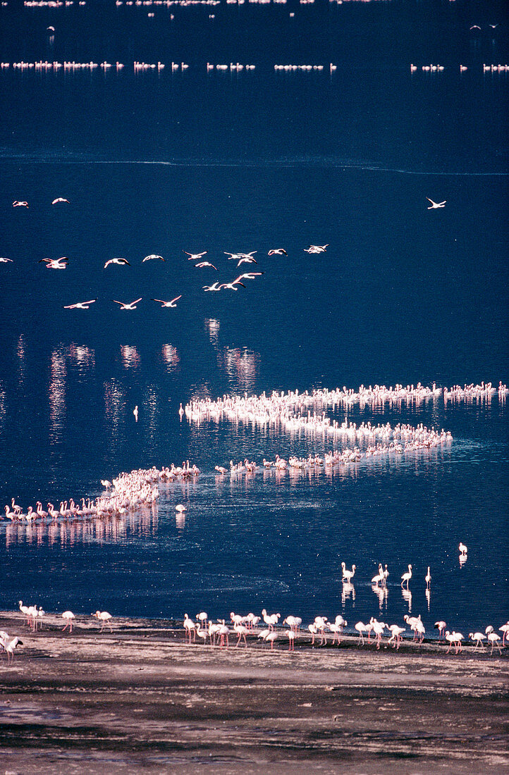 Lesser Flamingoes (Phoenicopterus minor). Bogoria Lake. Kenya