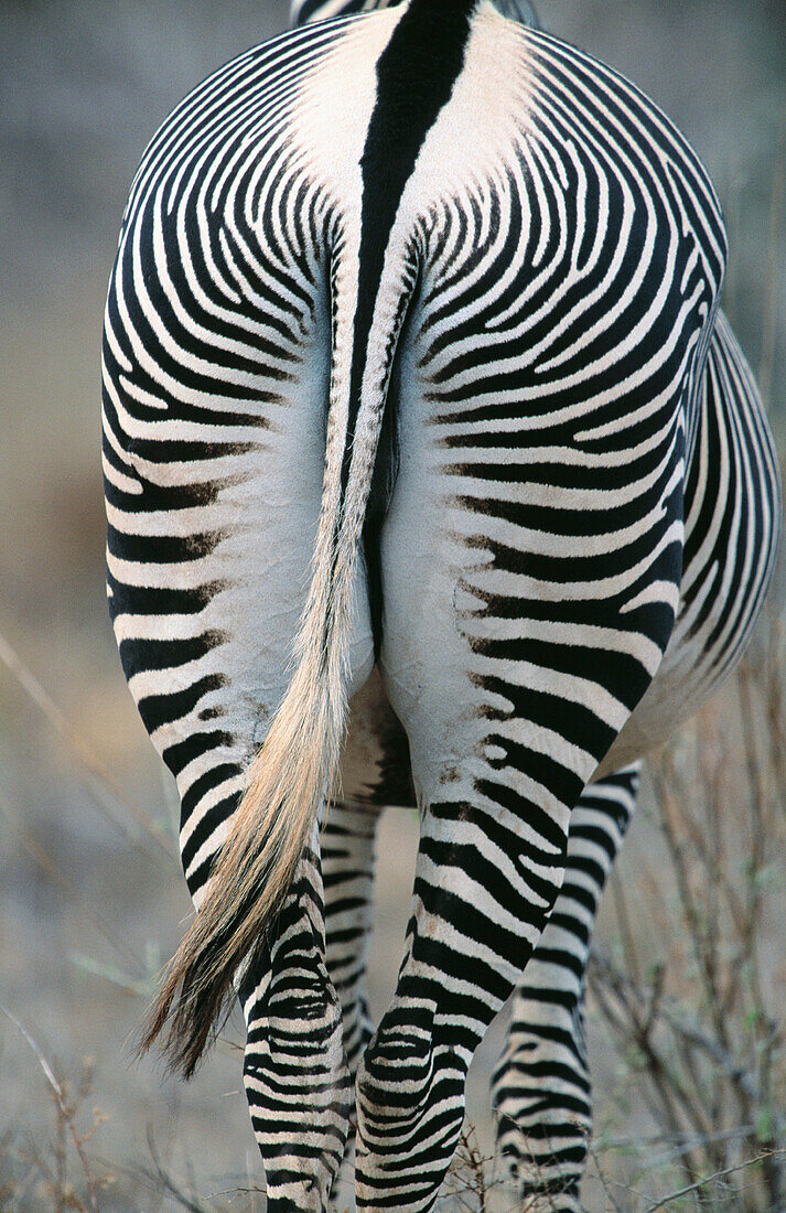 Grevy s Zebra (Equus grevyi). Samburu Game Reserve. Kenya