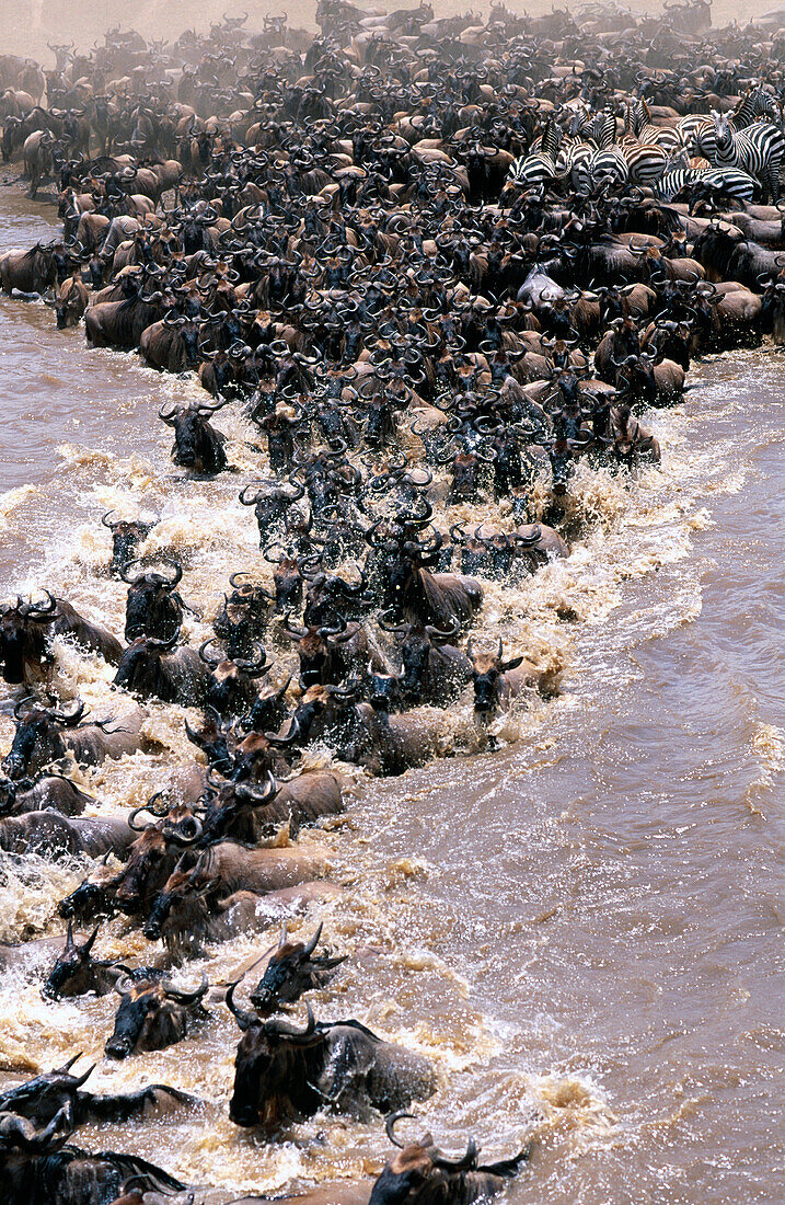 Migrating Wildebeest (Connochaetes taurinus) crossing Mara river. Masai Mara. Kenya