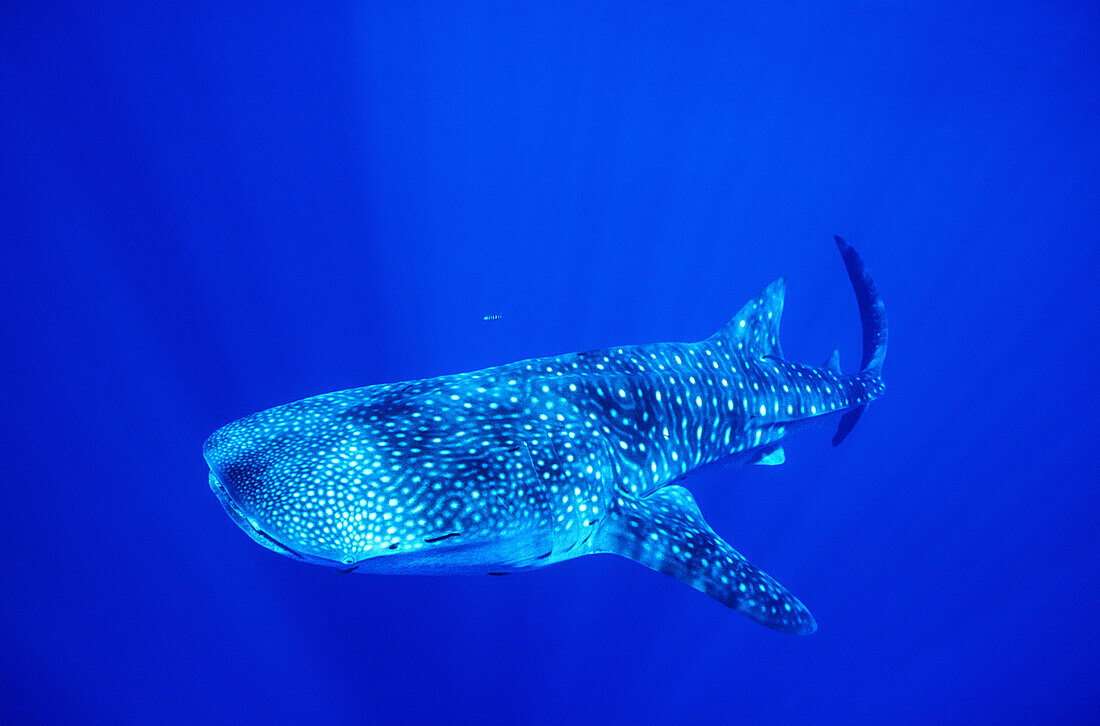 Whale shark (Rhincodon typus). Lanai Island. Hawaii. USA