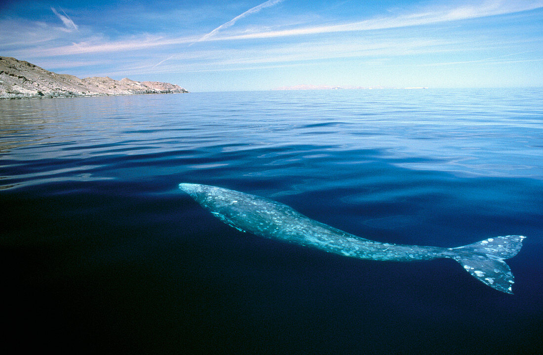 Gray Whale (Eschrichtius robustus). Salsipuedes Island. Gulf of California. Mexico