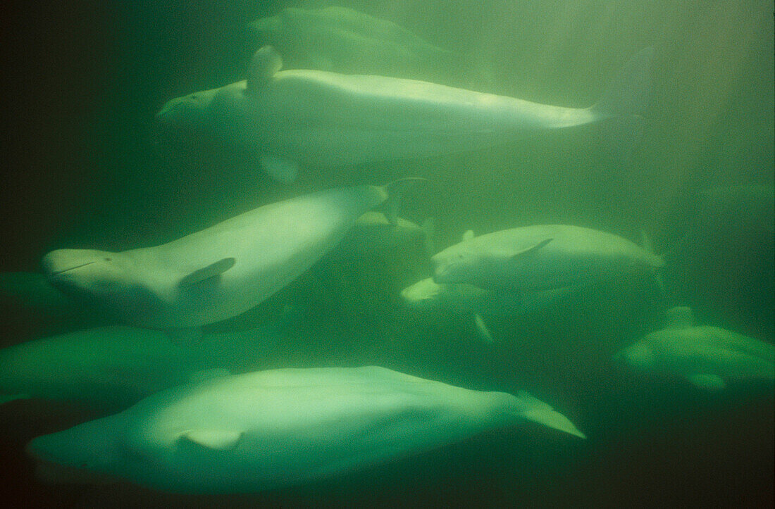 Belugas (Delphinapterus leucas). Churchill River, Hudson Bay. Manitoba. Canada