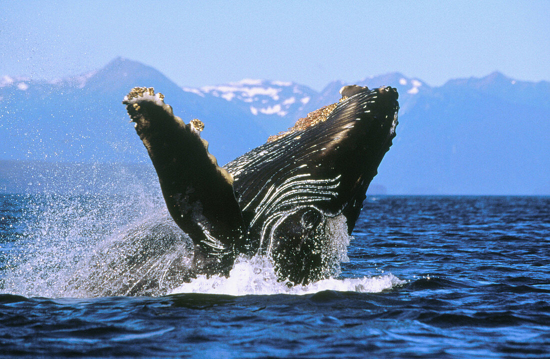 Humpback Whale (Megaptera novaeangliae), calf. Icy Strait. Alaska. USA