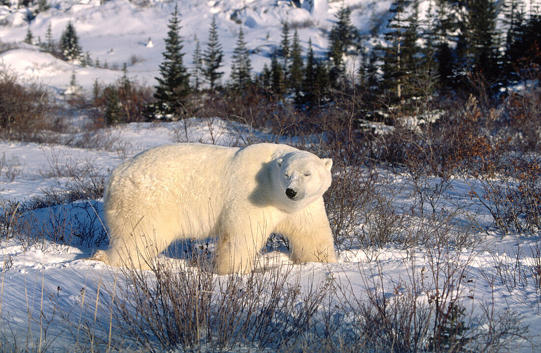 Adult polar bear (Ursus maritimus) in fresh snow. Boreal Forest. Northern Hudson Bay. Manitoba. Canada