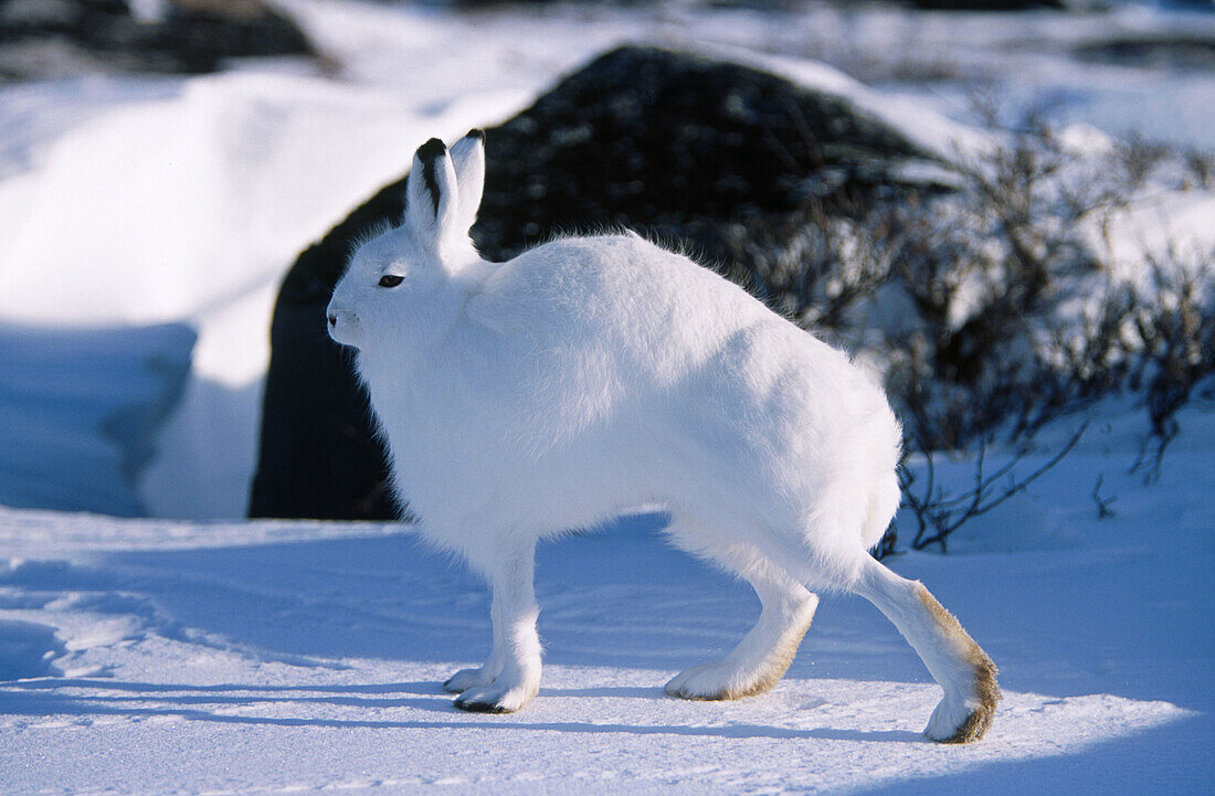 Arctic hare (Lepus arcticus) in winter coloration on fresh snow. Hudson Bay. Northern Manitoba. Canada