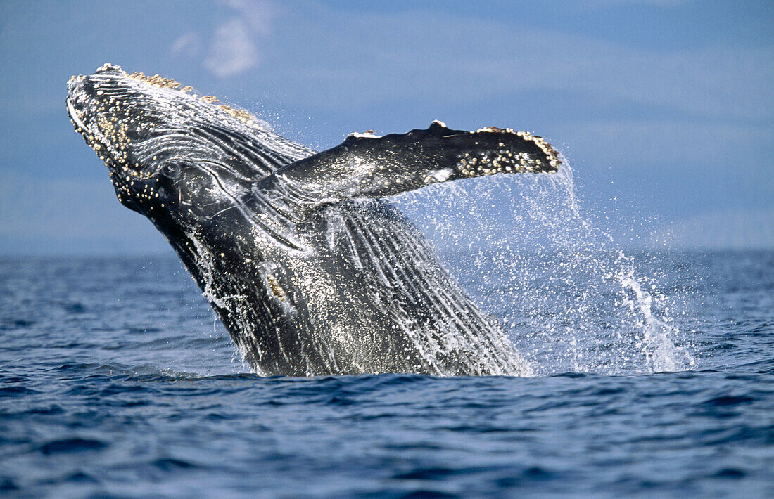 Humpback Whale(Megaptera novaeangliae). First year calf breaching off. Alaska. USA