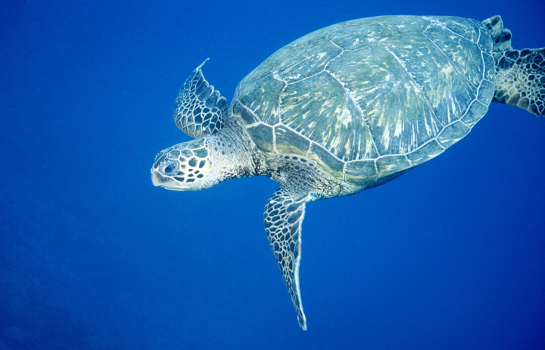 Adult Green Sea Turtle (Chelonia mydas). Olowalu reef. Maui. Hawai. USA