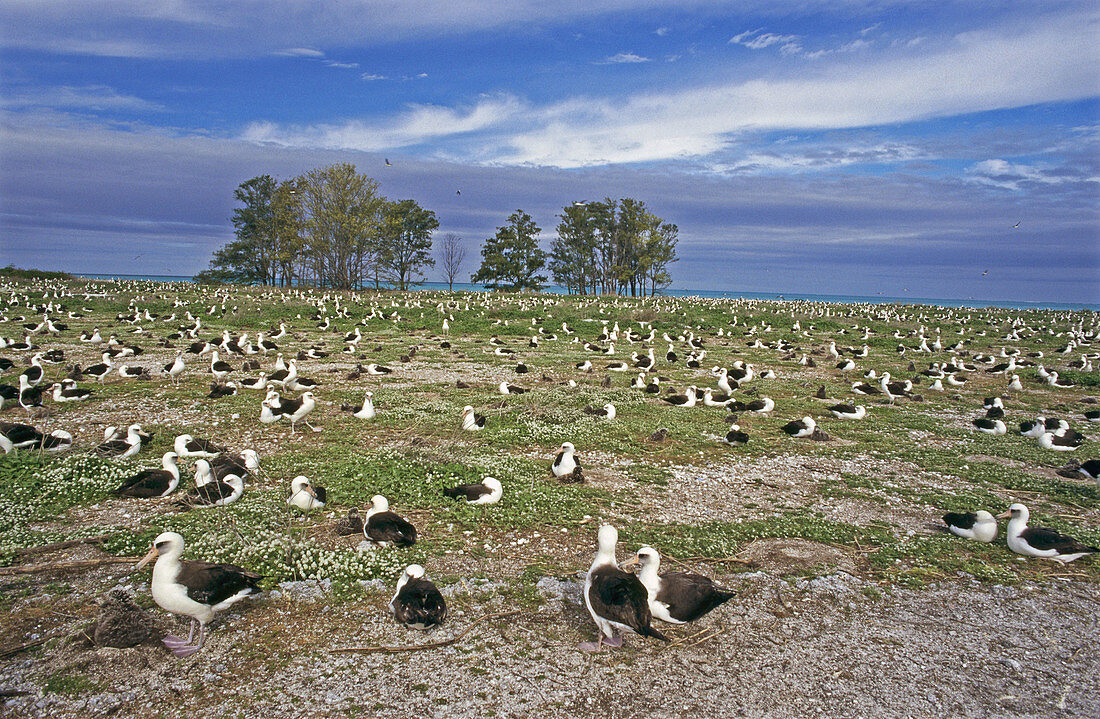 Laysan Albatross (Diomedea immutabilis) colony. Eastern Island, Midway Islands, Hawaii, USA