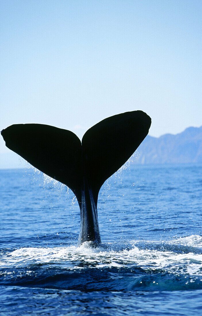 Sperm Whale (Physeter macrocephalus) tail-lobbing in the Gulf of California. Baja. Mexico