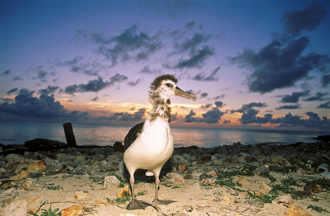 Laysan Albatross (Diomedea immutabilis) chick at sunset in Northwest Hawaiian Islands, USA