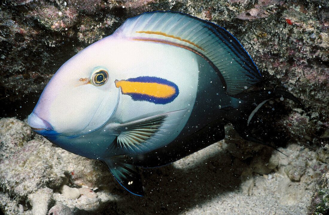 Orange-striped Tang. Hawaii, USA