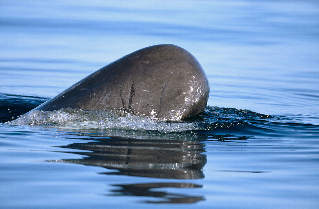 Sperm Whale (Physeter macrocephalus) with head above the water in the Northern Gulf of California, Mexico