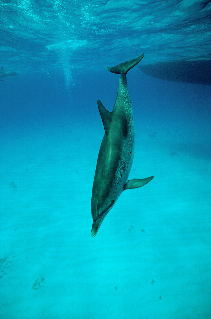 Spotted dolphin with boat off Little Bahama banks. Grand Bahama Island.