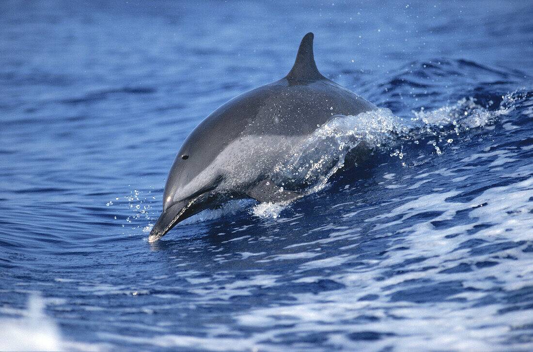Stenella attenuata. Spotted dolphin in boat wake off the Kona coast. Hawaii. USA.