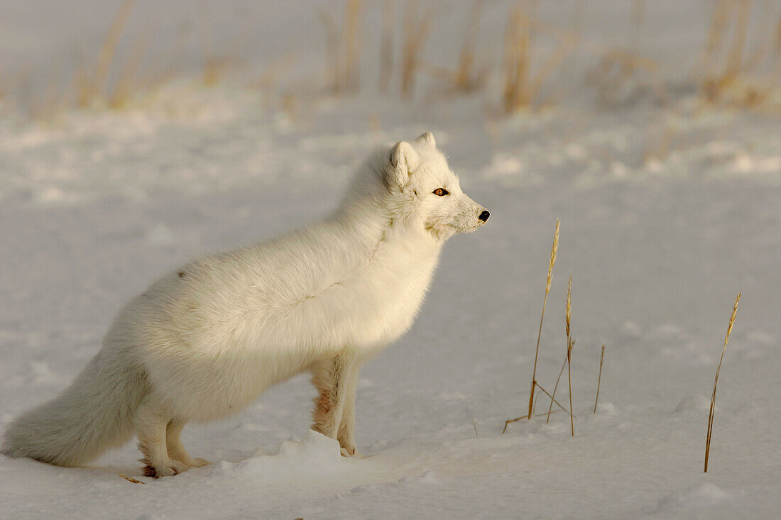 Arctic Fox (Alopex lagopus) near Churchill, Manitoba, Canada.