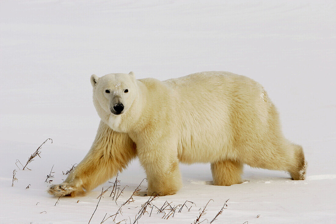 Adult Polar Bear (Ursus maritimus) walking in fresh snow near Churchill, Manitoba, Canada.