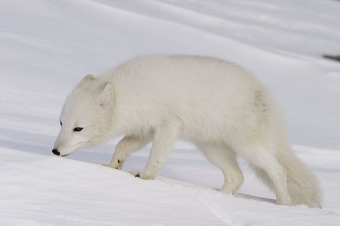 Arctic Fox (Alopex lagopus) hunting on fresh snow near Churchill, Manitoba, Canada.