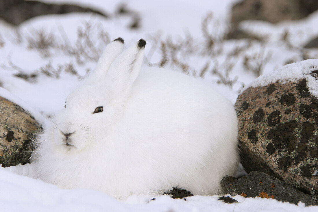 An Adult Arctic Hare (Lepus arcticus) in fresh snow outside Churchill, Manitoba, Canada.