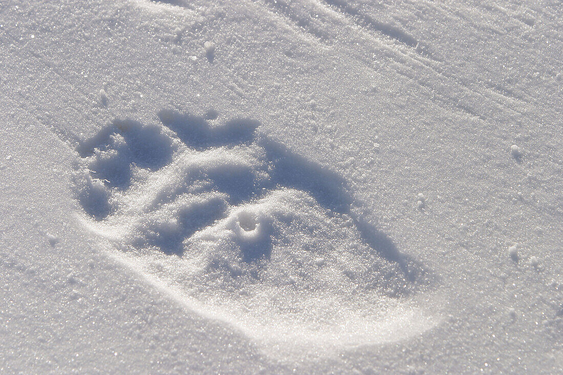 Adult Polar Bear (Ursus maritimus) footprint on fresh snow near Churchill, Manitoba, Canada.