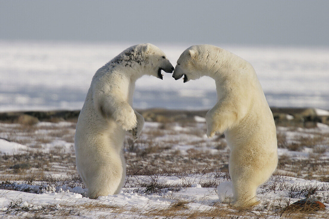 Adult male Polar Bears (Ursus maritimus) in ritualistic fighting stance (injuries are rare!) near Churchill, Manitoba, Canada.