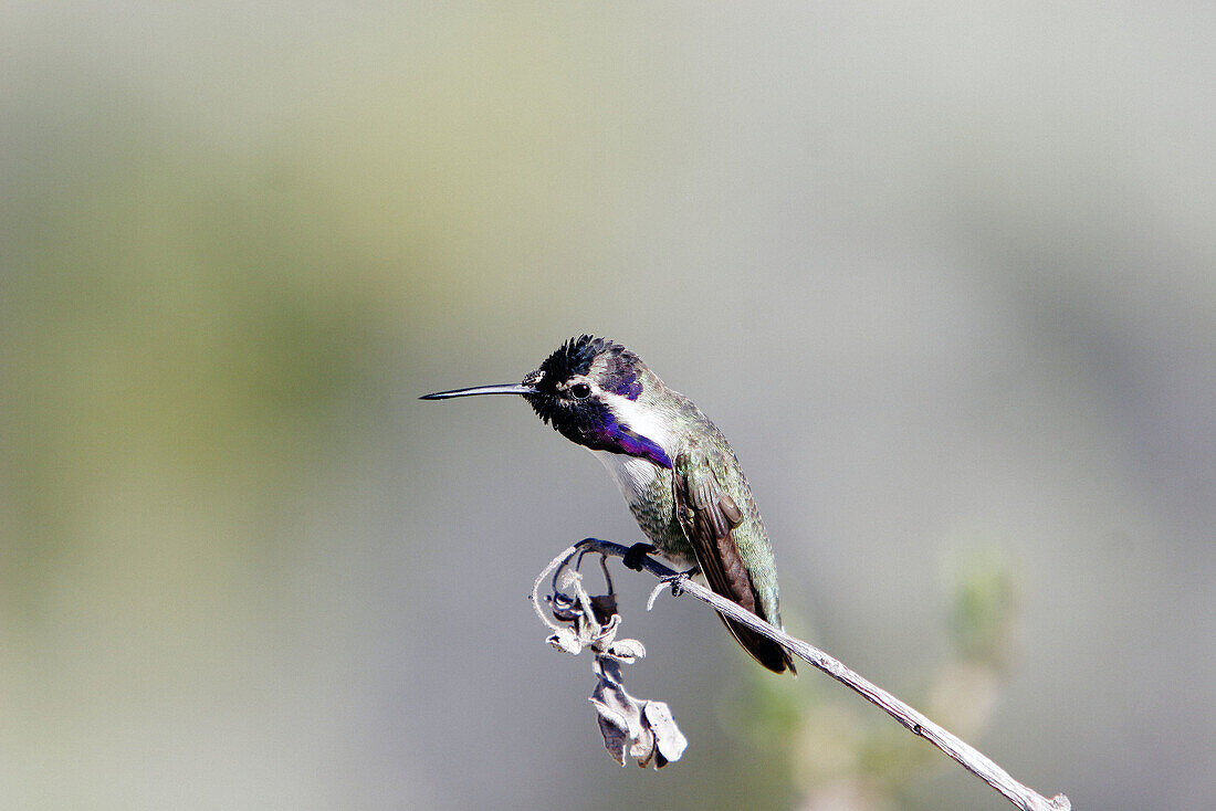 Adult male Costa s hummingbird (Archilochus costae) on Isla Partida in the lower Gulf of California (Sea of Cortez), Mexico.