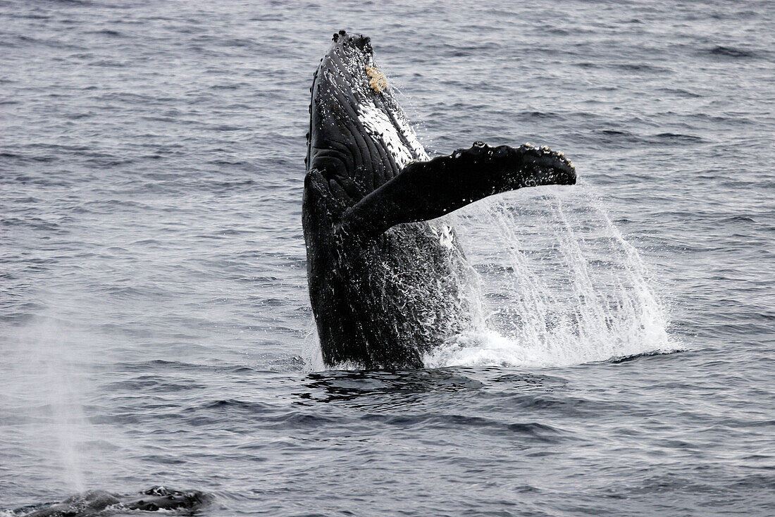 Humpback Whale (Megaptera novaeangliae) on the Gorda Banks in the southern Gulf of California (Sea of Cortez), Mexico.