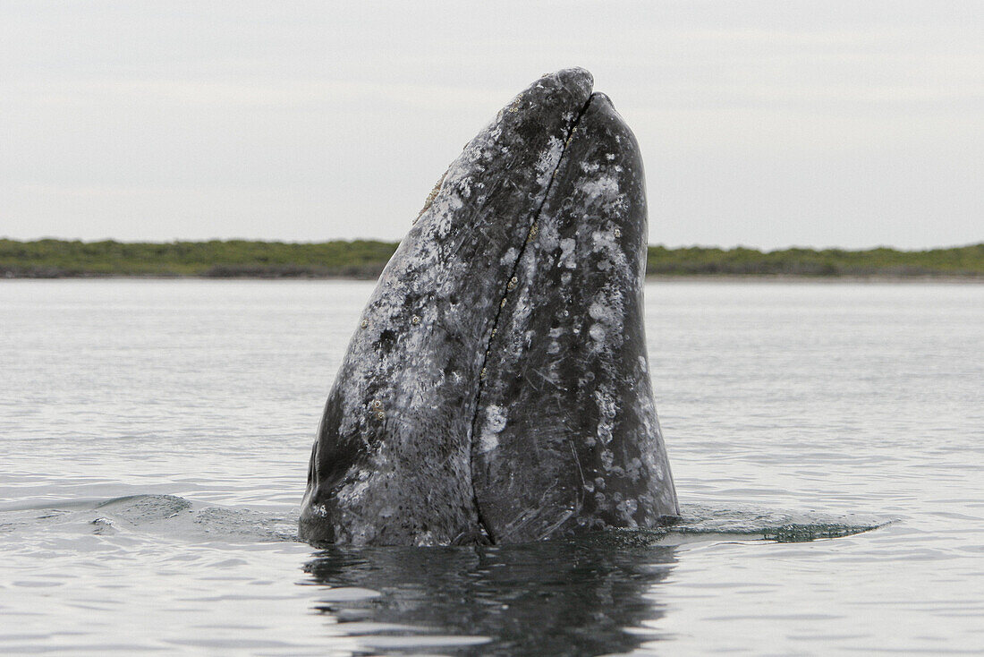 California Gray Whale (Eschrichtius robustus) in the Boca de Soledad, Magdalena Bay, Baja California Sur. Mexico.