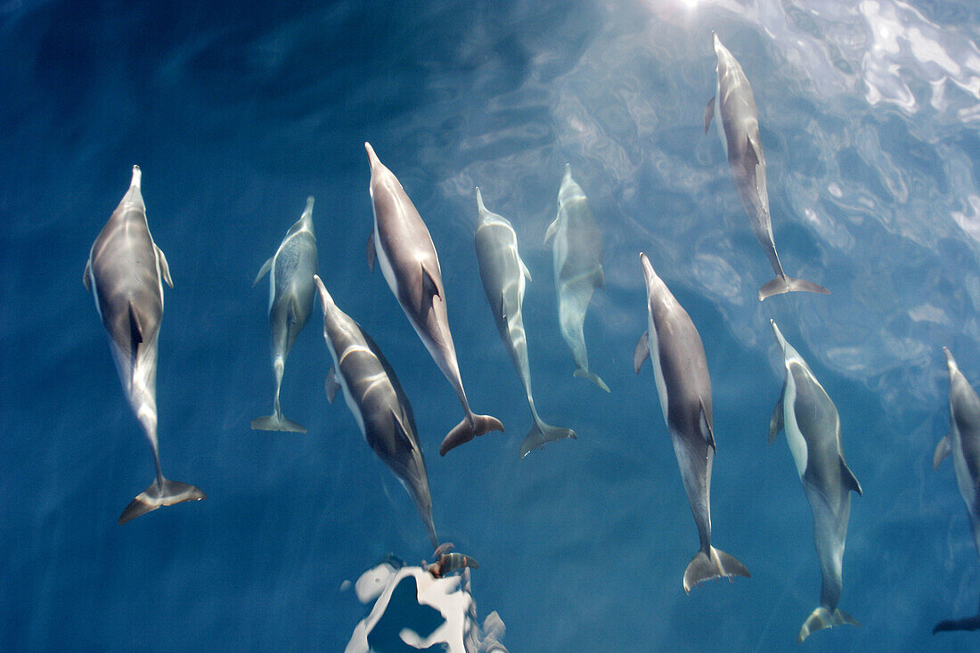 Adult Long-beaked Common Dolphin (Delphinus capensis) in the southern Gulf of California (Sea of Cortez), Mexico.